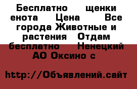 Бесплатно !!! щенки енота!! › Цена ­ 1 - Все города Животные и растения » Отдам бесплатно   . Ненецкий АО,Оксино с.